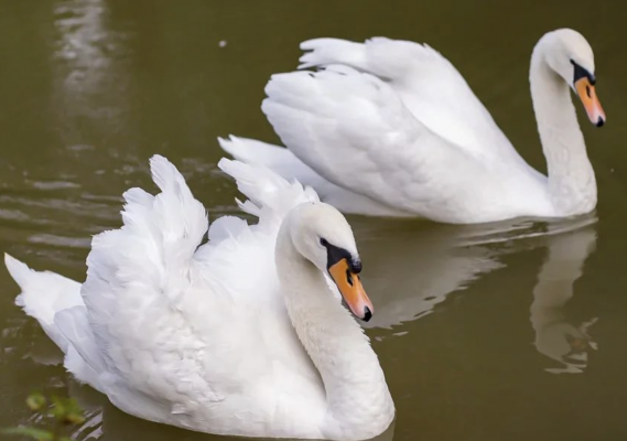 Наши друзья - лебеди 🦢утки и селезни